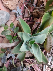 Kalanchoe laetivirens