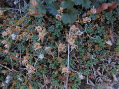 Sedum niveum