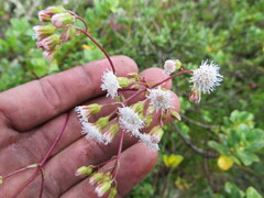 Ageratina gracilis
