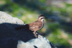 Cinclodes patagonicus