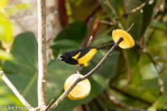 Icterus prosthemelas