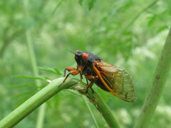 Magicicada cassinii