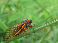 Magicicada septendecim