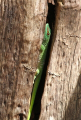 Phelsuma grandis
