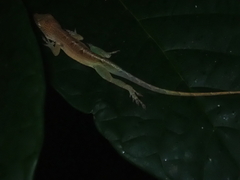 Anolis grahami