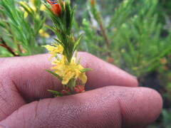 Hypericum juniperinum