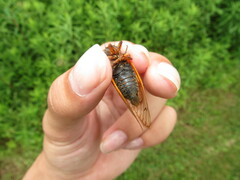 Magicicada septendecula