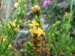 Hypericum juniperinum