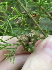 Callitris rhomboidea