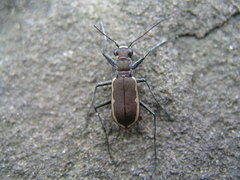 Cicindela marginipennis