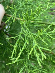 Callitris rhomboidea