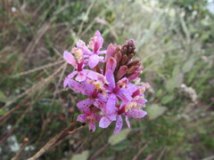 Epidendrum arachnoglossum