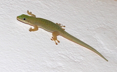 Phelsuma dubia