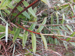 Epidendrum arachnoglossum