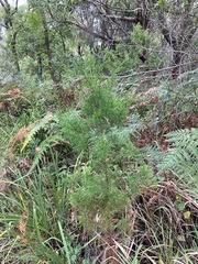 Callitris rhomboidea