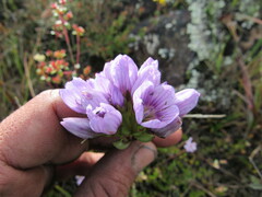 Gentianella corymbosa