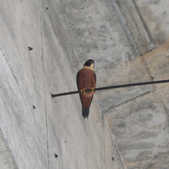 Falco severus