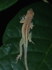 Anolis grahami