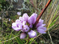 Gentianella corymbosa