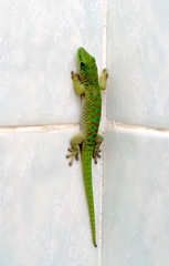 Phelsuma kochi