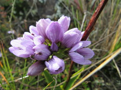 Gentianella corymbosa