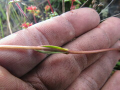 Gentianella corymbosa