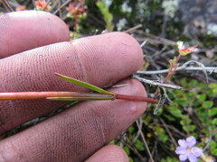 Gentianella corymbosa
