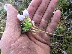 Gentianella corymbosa