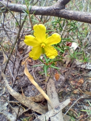 Hibbertia acicularis