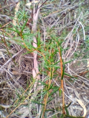 Hibbertia acicularis