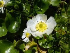 Ranunculus lyallii