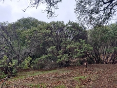 Arctostaphylos pallida
