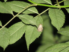 Hyperstrotia pervertens