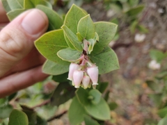 Arctostaphylos pallida