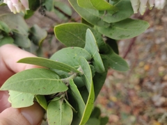 Arctostaphylos pallida