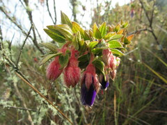 Brachyotum strigosum