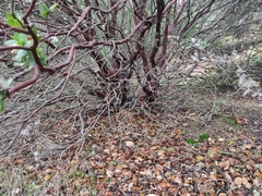 Arctostaphylos pallida