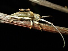 Rhytiphora decipiens