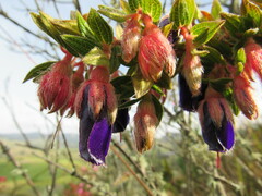 Brachyotum strigosum