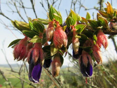 Brachyotum strigosum