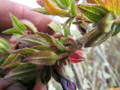 Brachyotum strigosum