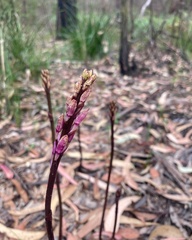 Dipodium