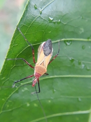 Erythrocephalus