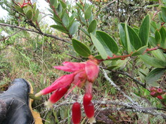 Cavendishia bracteata