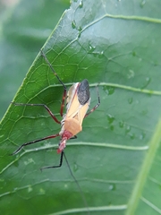 Erythrocephalus
