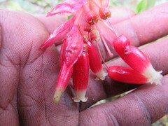 Cavendishia bracteata