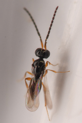 Ceraphronidae