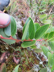 Cavendishia bracteata