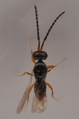 Ceraphronidae