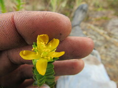 Hypericum mexicanum